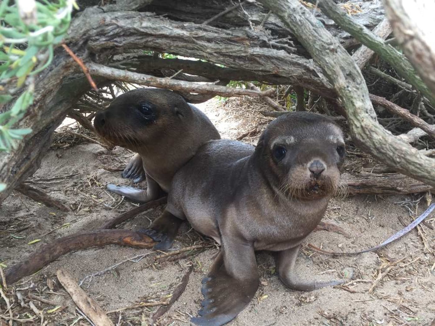 Two Australian sea lions huddled under tree branches