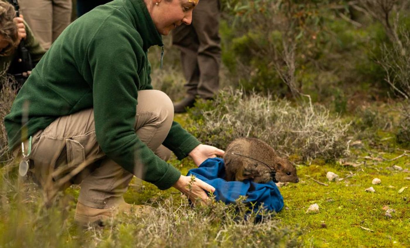 A brush-tailed bettong is released in Dhilba Guuranda-Innes National Park on Yorke Peninsula