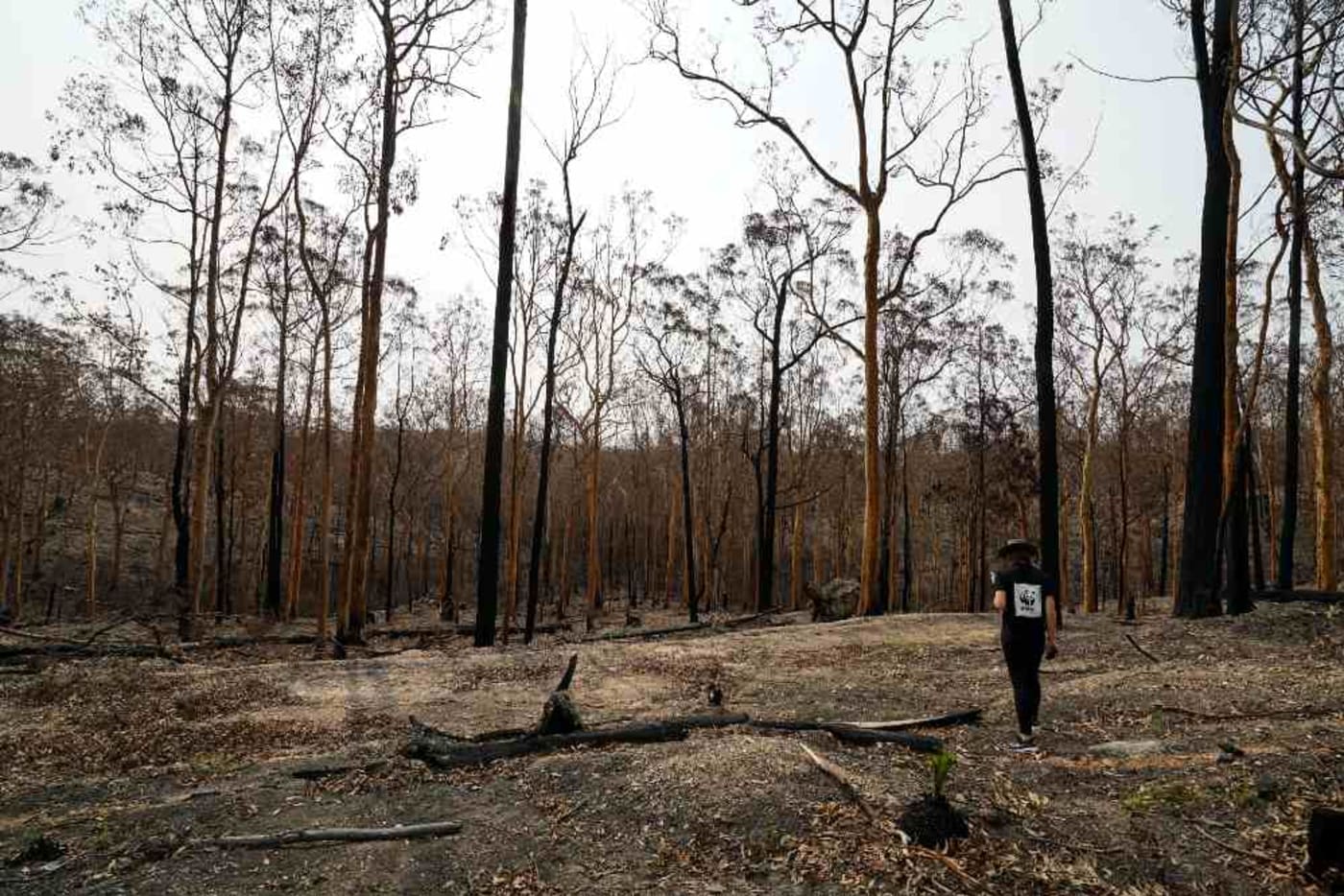 WWF observes the bushfire aftermath at Batemans Bay= NSW