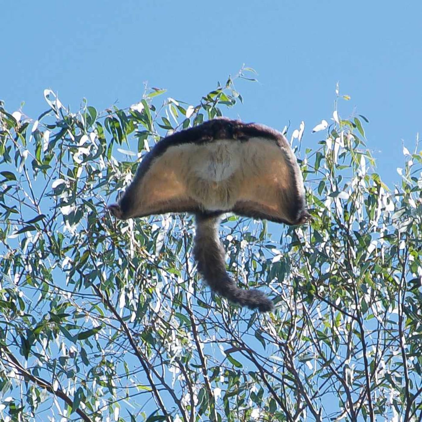 A rare= daytime photograph of a greater glider (Petauroides volans) gliding in Logan= Queensland