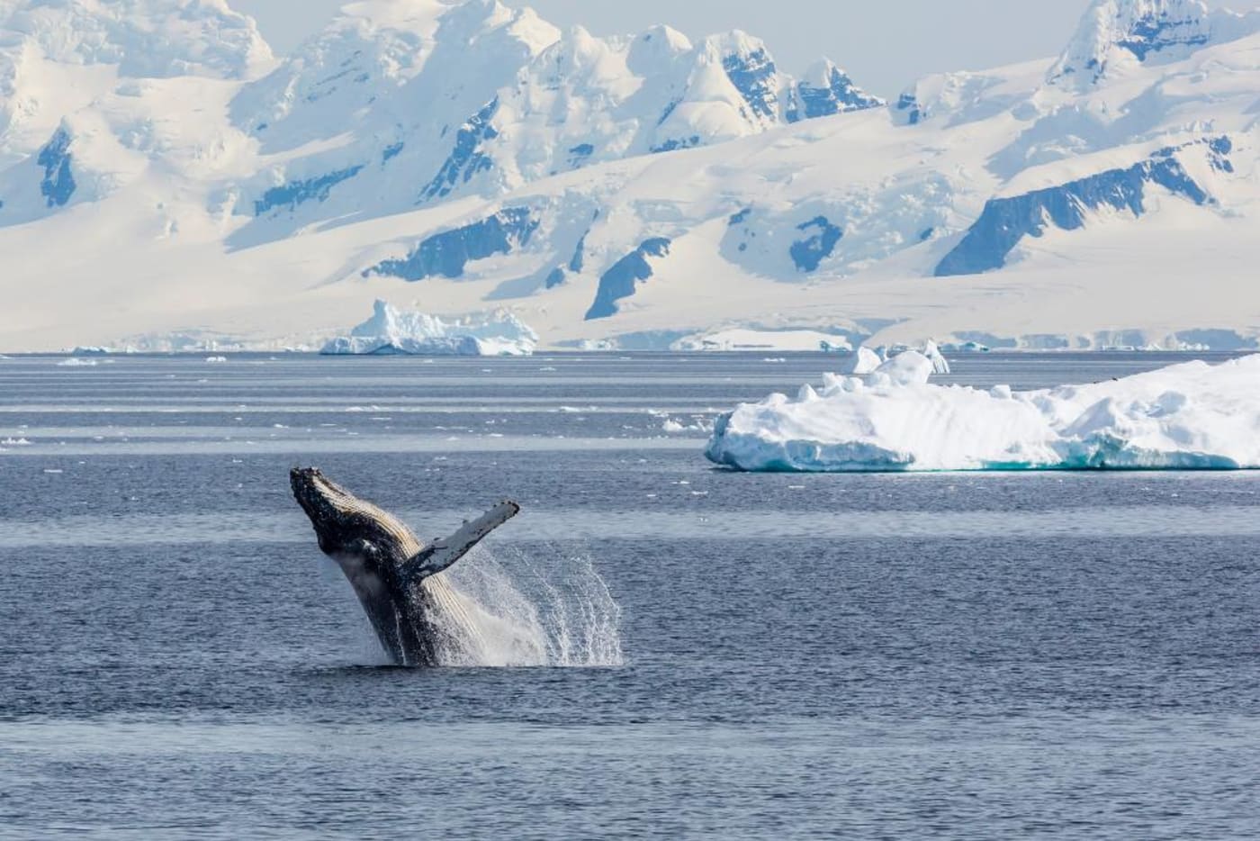 Humpback whale breaching in the Gerlache Strait= Antarctica= Polar Regions