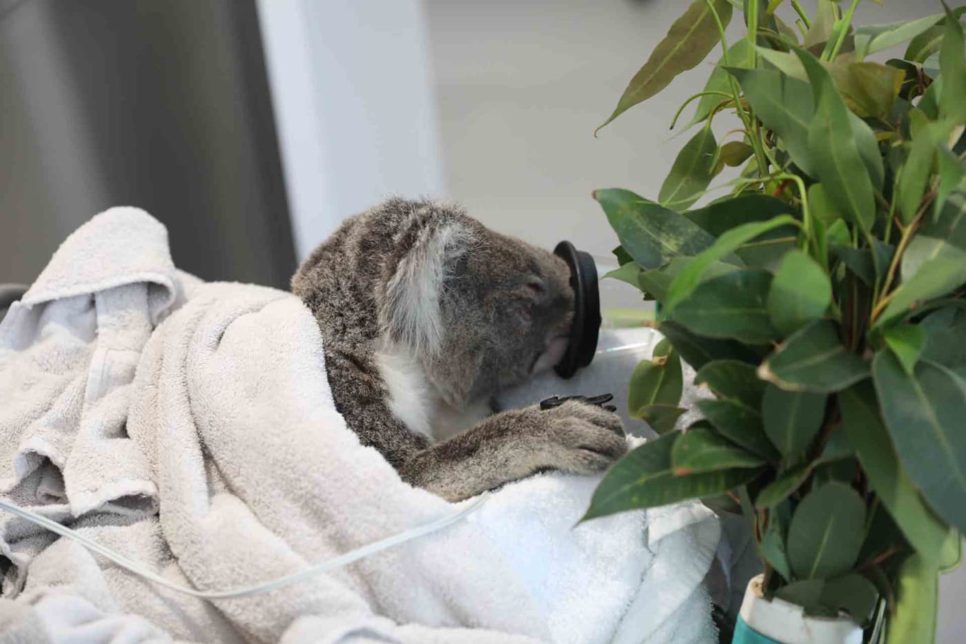Kevin recovering from sedation at Port Stephens Koalas Wildlife Hospital