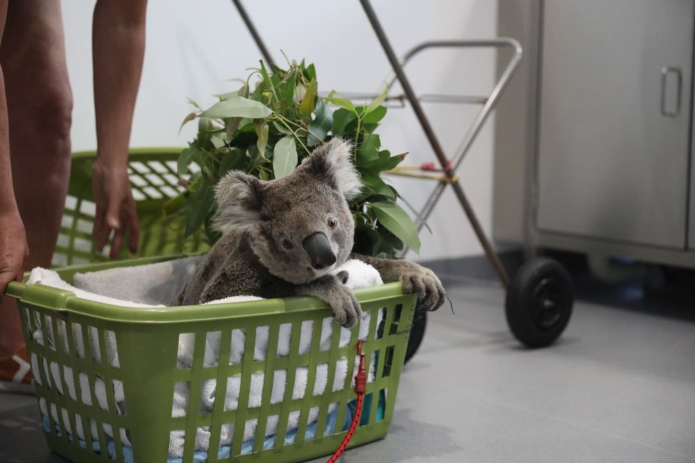 Kevin at Port Stephens Koalas Wildlife Hospital