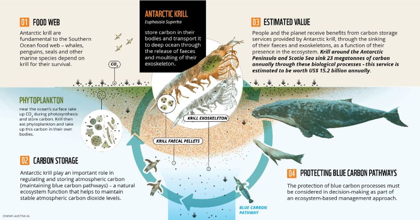 Antarctic krill graphic