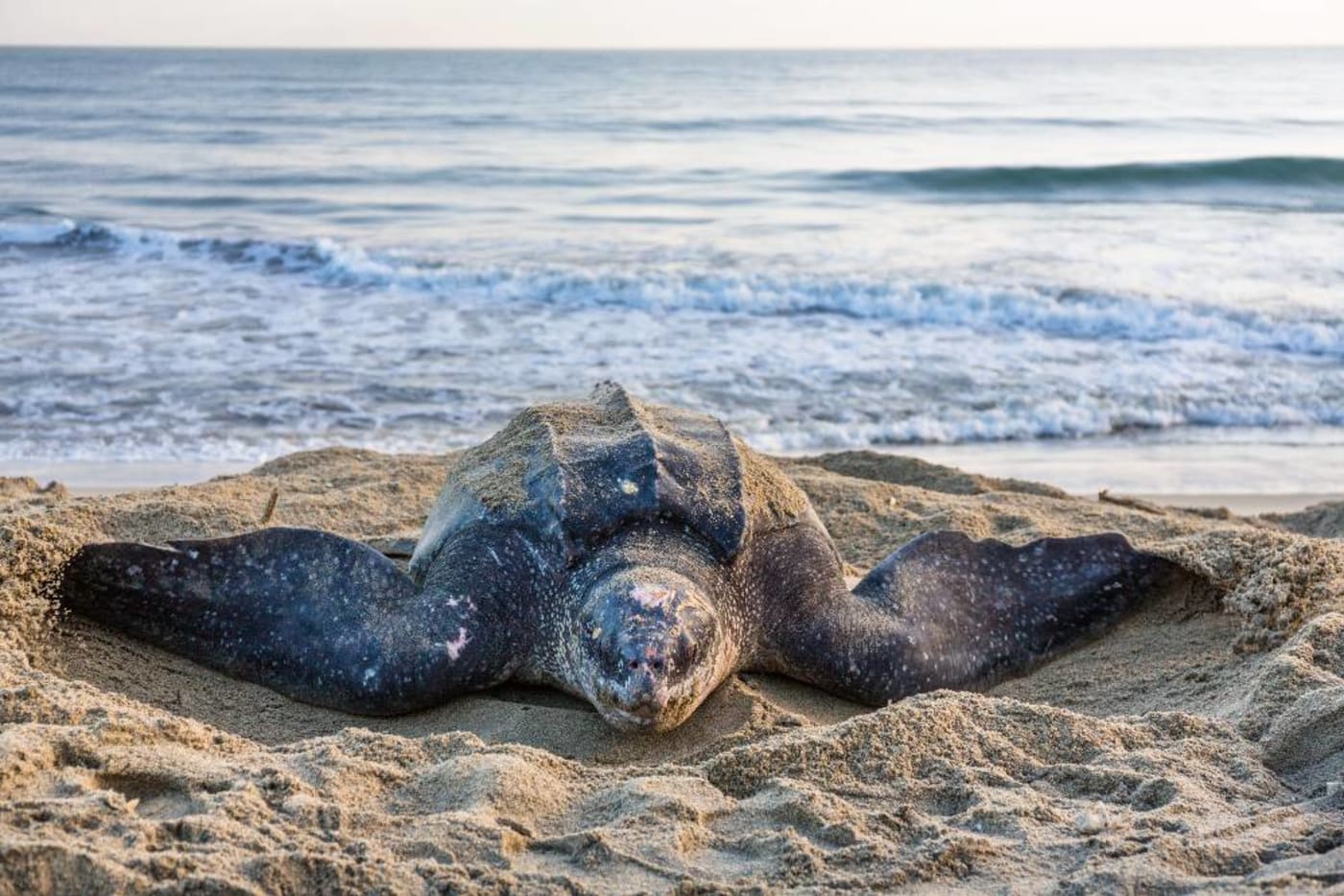 A Leatherback turtle (Dermochelys coriacea) digging a nest