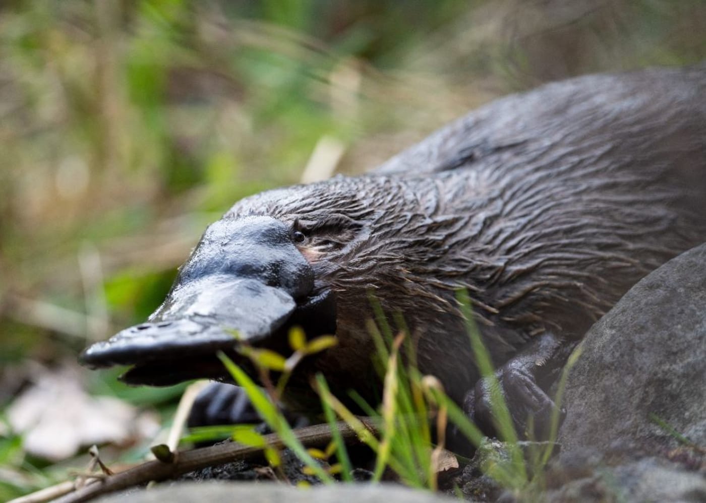 Platypus