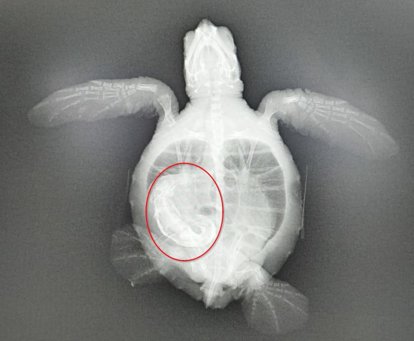 An x-ray of Pretzel showed a substantial blockage in the colon
