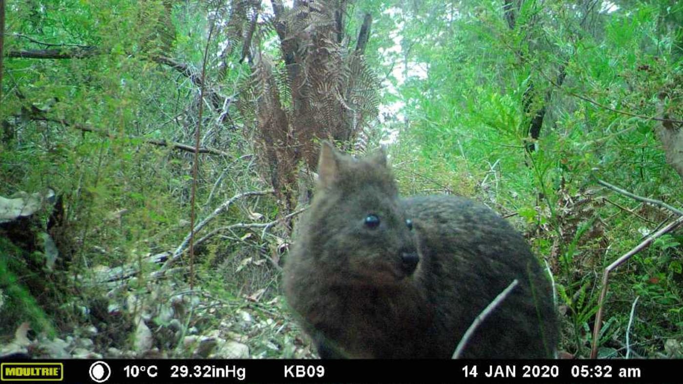 Quokka spotted on sensor camera during the day= Northcliffe WA
