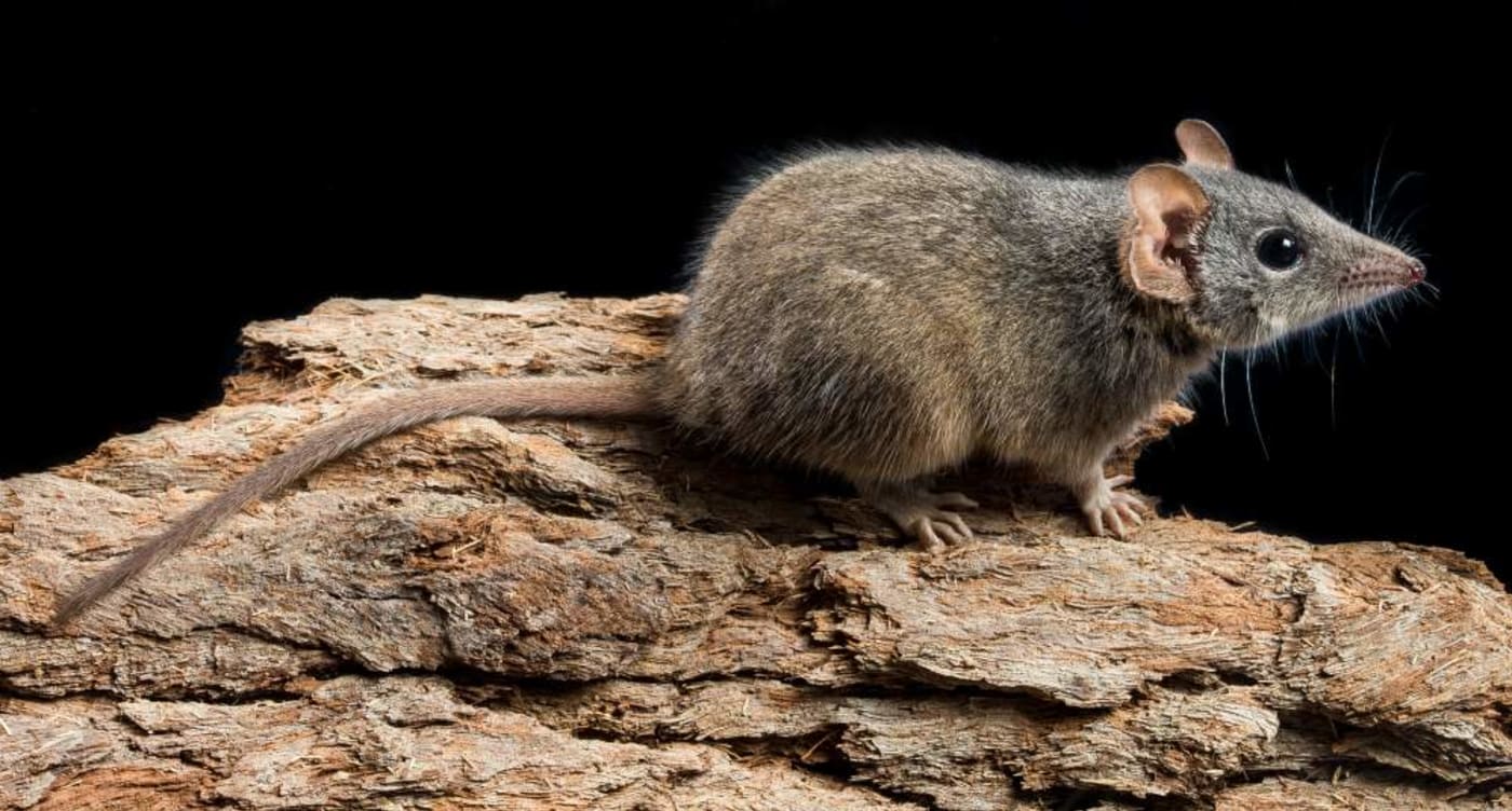 Silver-headed antechinus in Blackdown National Park
