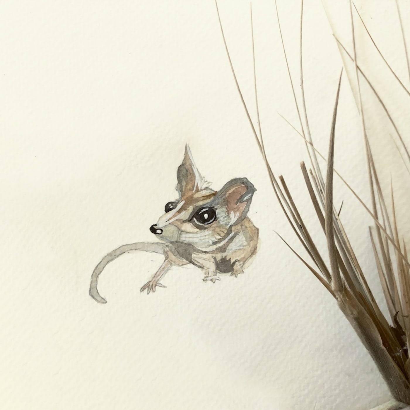 A brush-eyed view: Endangered Species Day in art | WWF-Australia | A ...