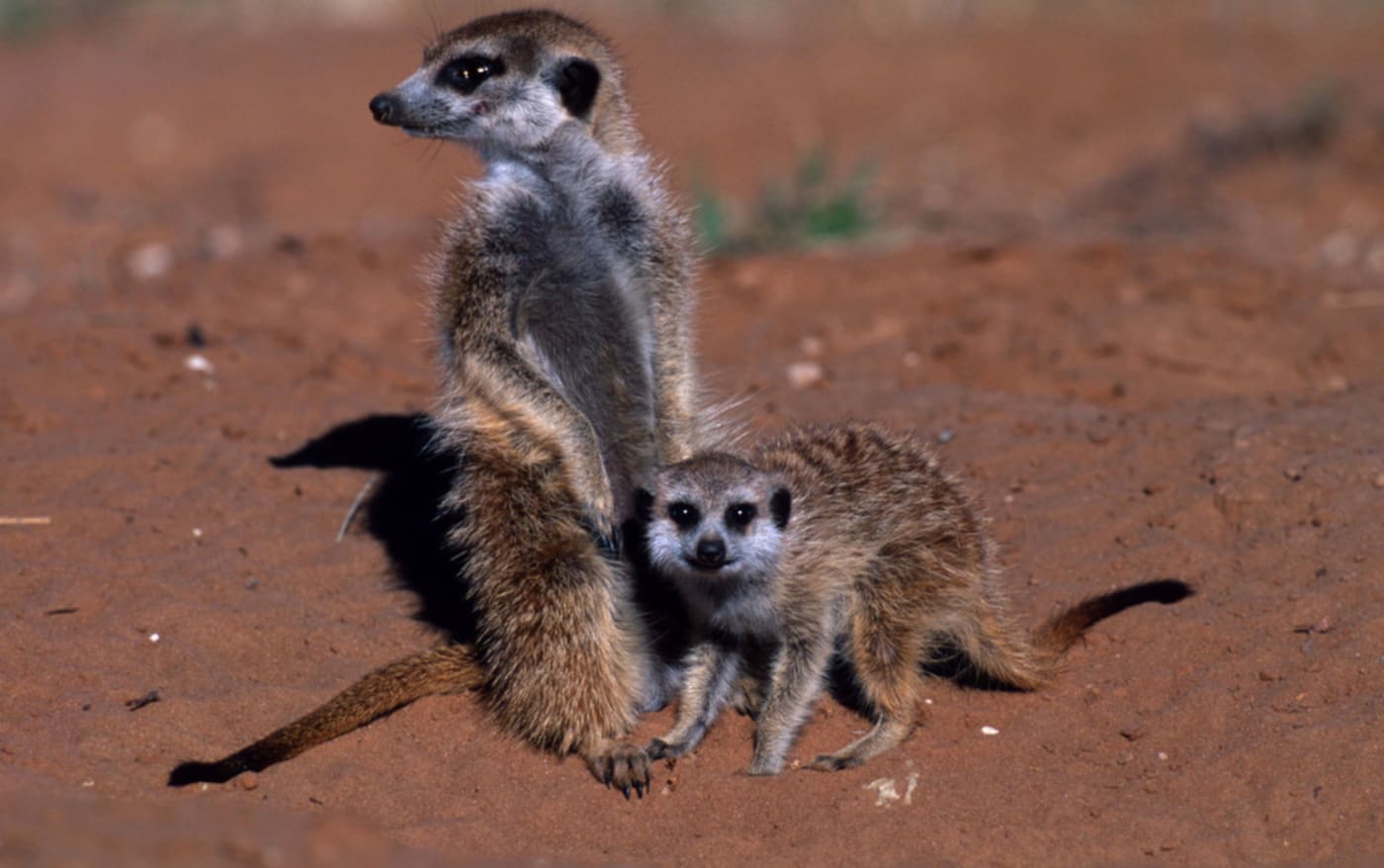 Meerkat and baby in Republic of South Africa