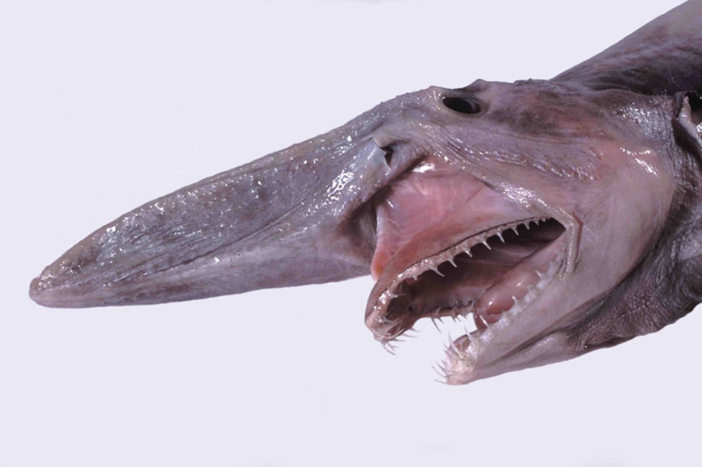 Mistukurina owstoni (Goblin Shark)