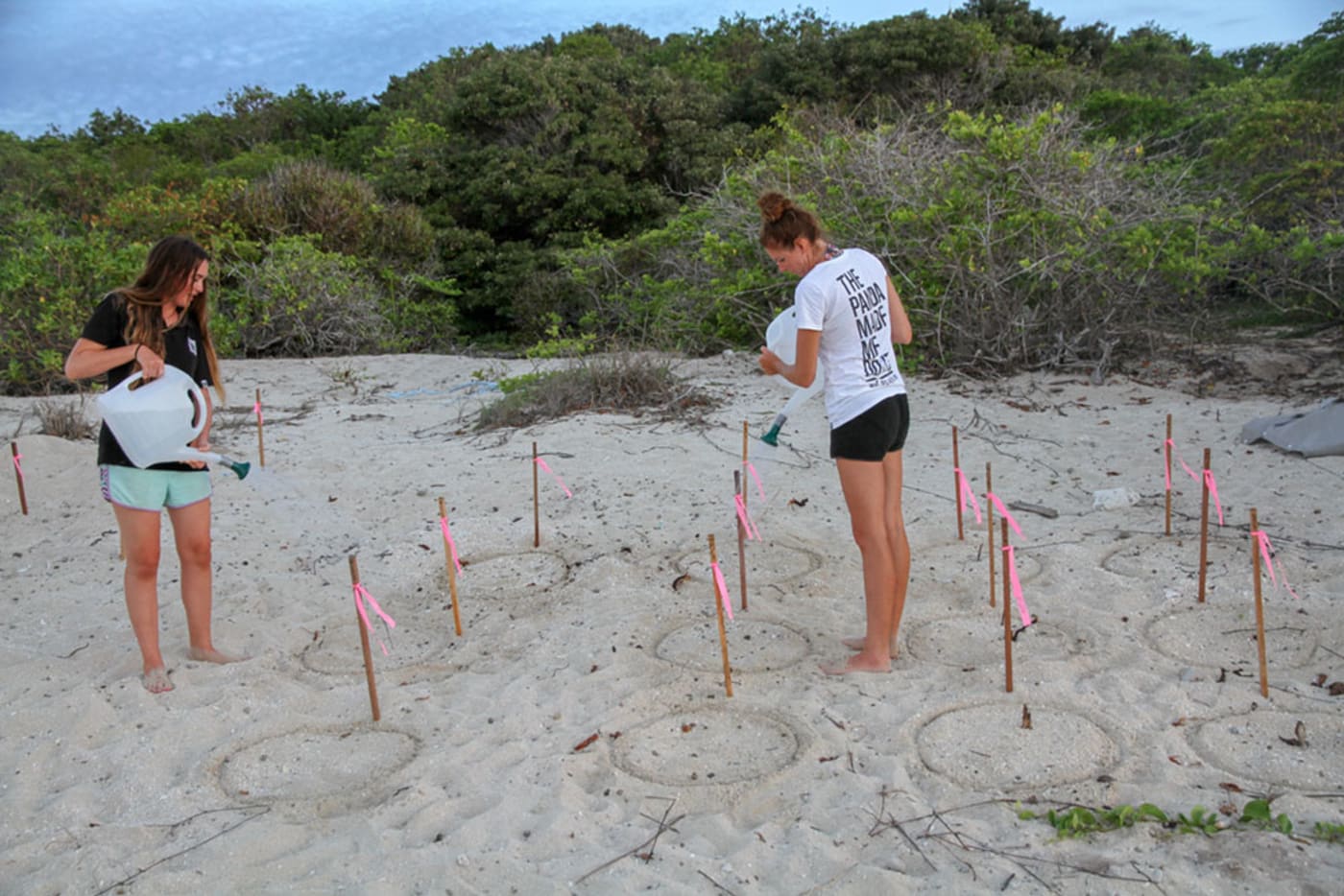 Irrigation of turtle nests with sea water