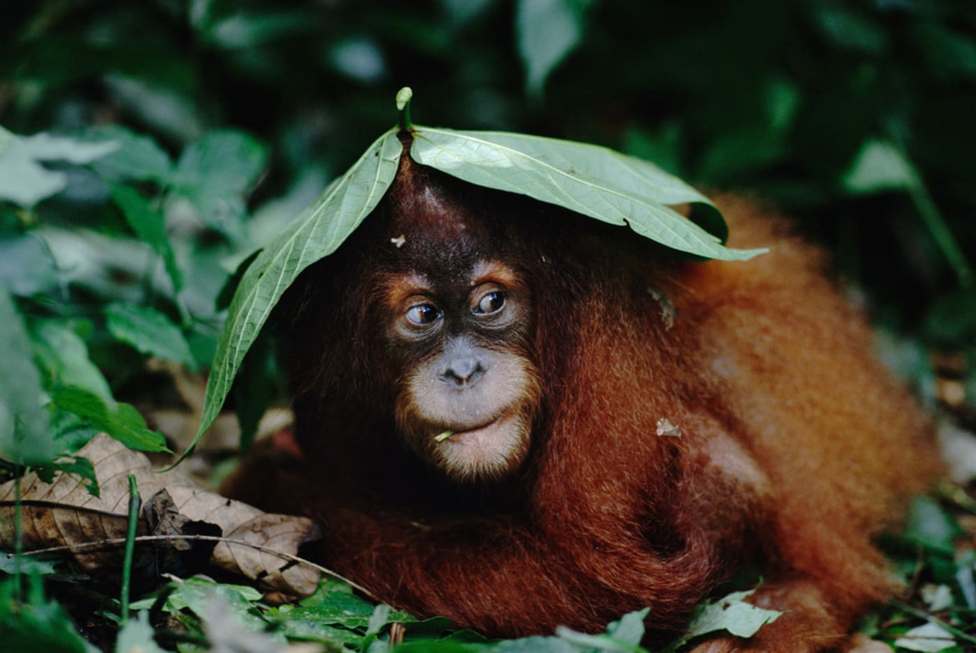 Orangutan hides under leaf