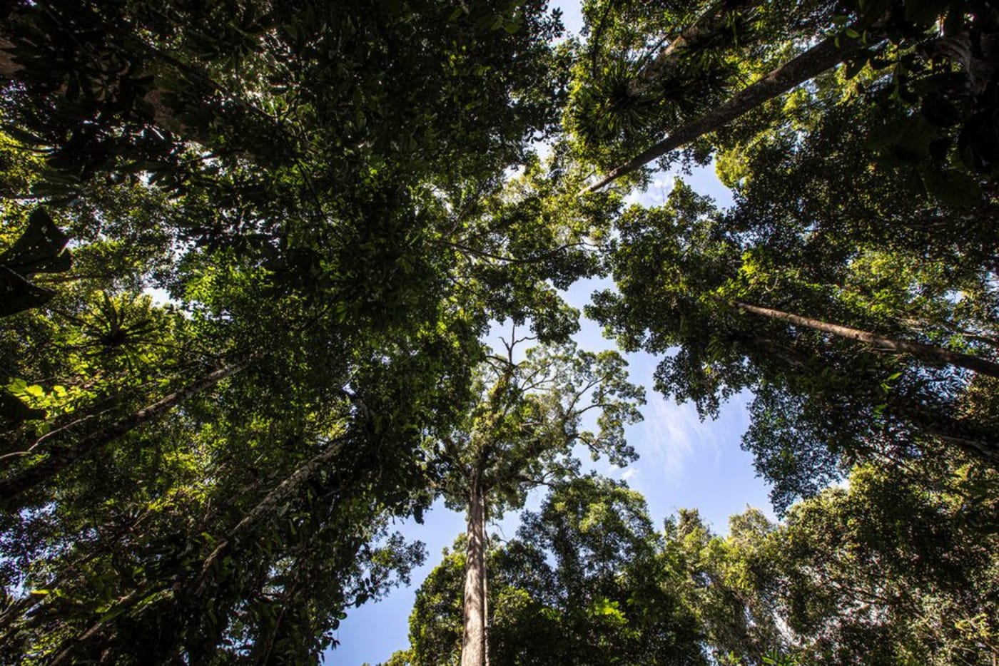 Tree canopy in Tawau Hills Park in Sabah= Borneo= Malaysia