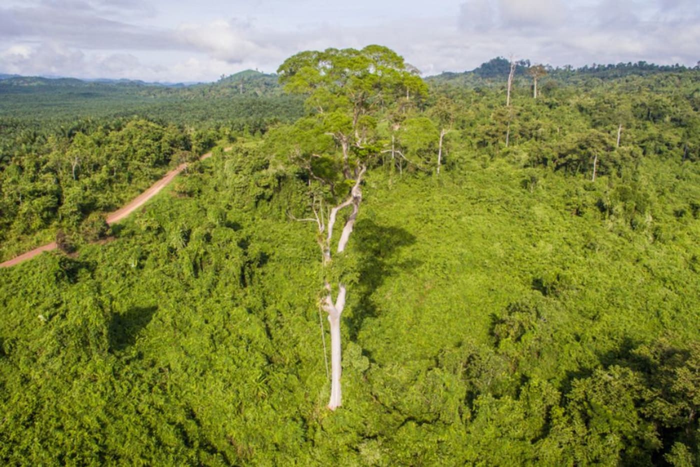 Aerial view of forest restoration site for orangutan conservation at Bukit Piton Forest Reserve= Lahad Datu= Sabah
