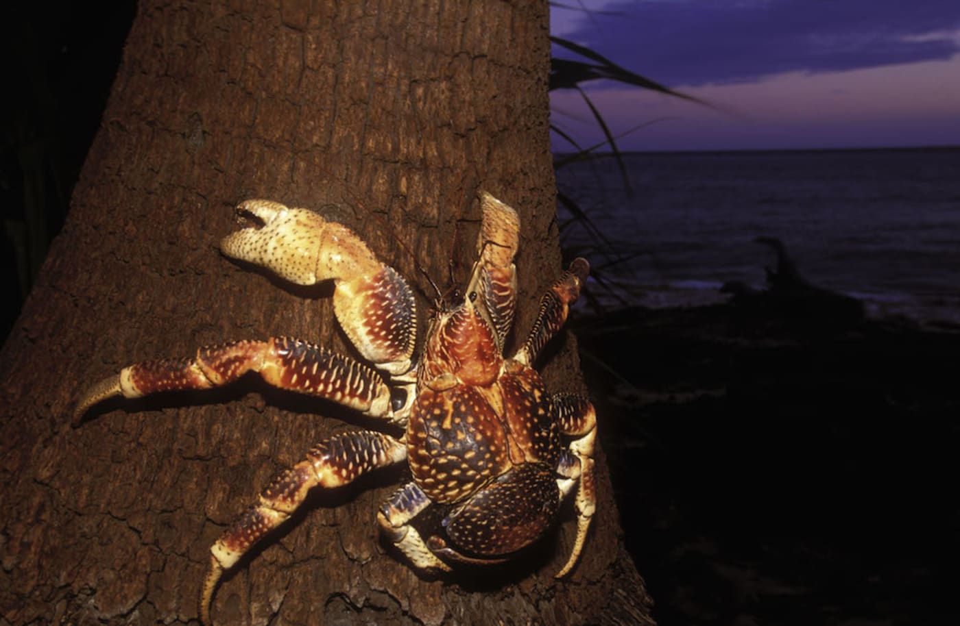 Giant coconut crab (Birgus latro)