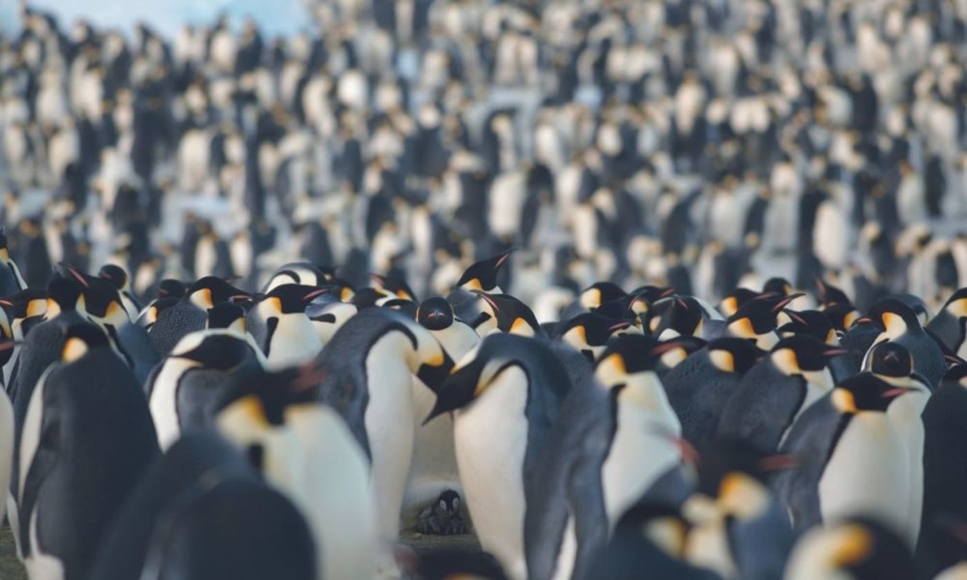 Large group of emperor penguins