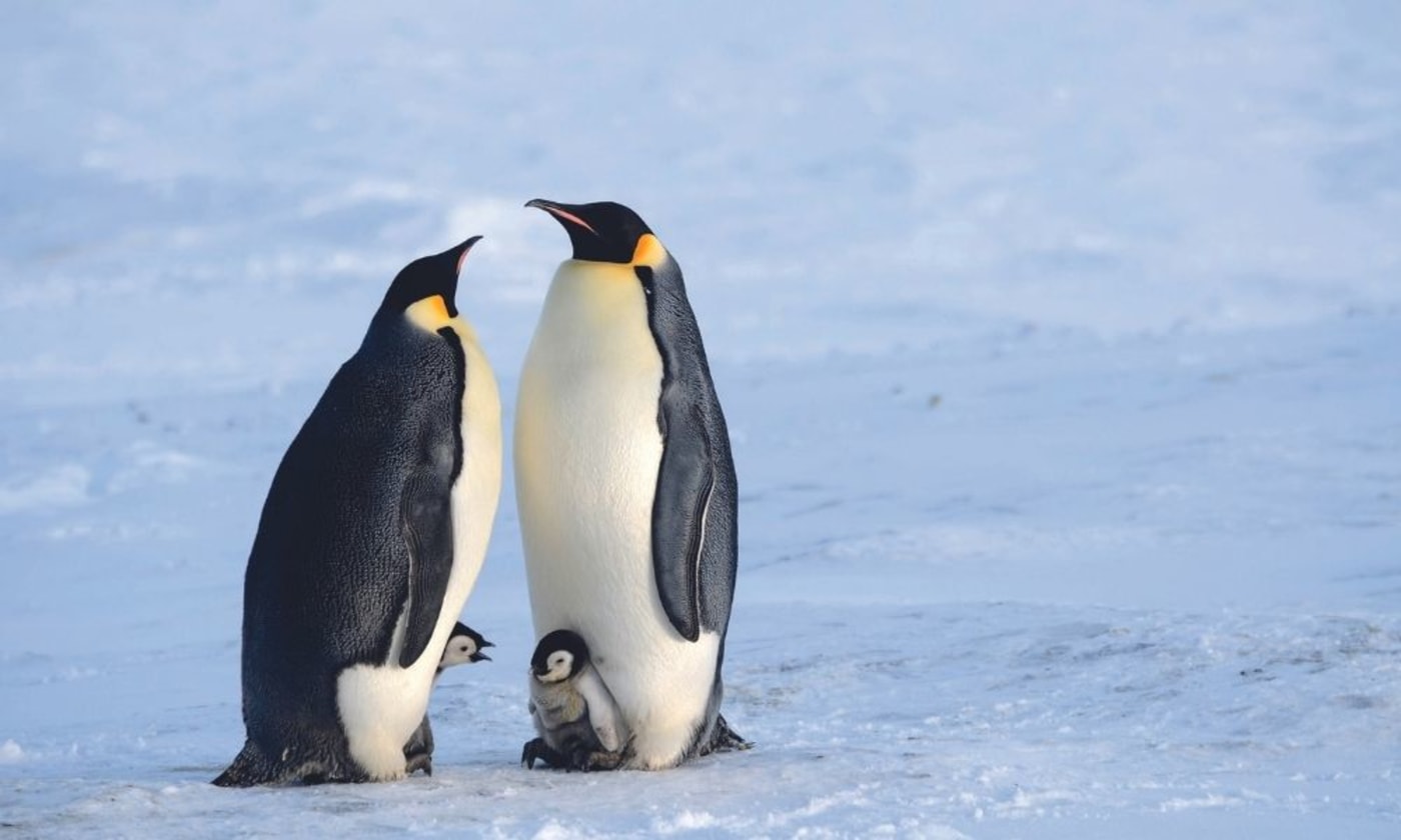 Emperor penguin parents keep their chicks warm