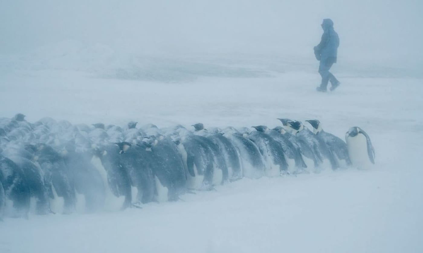 A group of emperor penguins huddle together for warmth