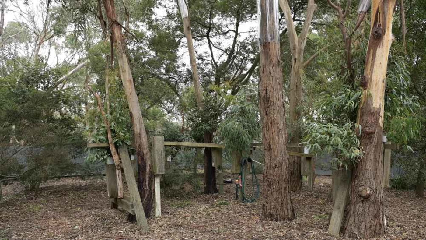 Phillip Island Nature Parks koala enclosure