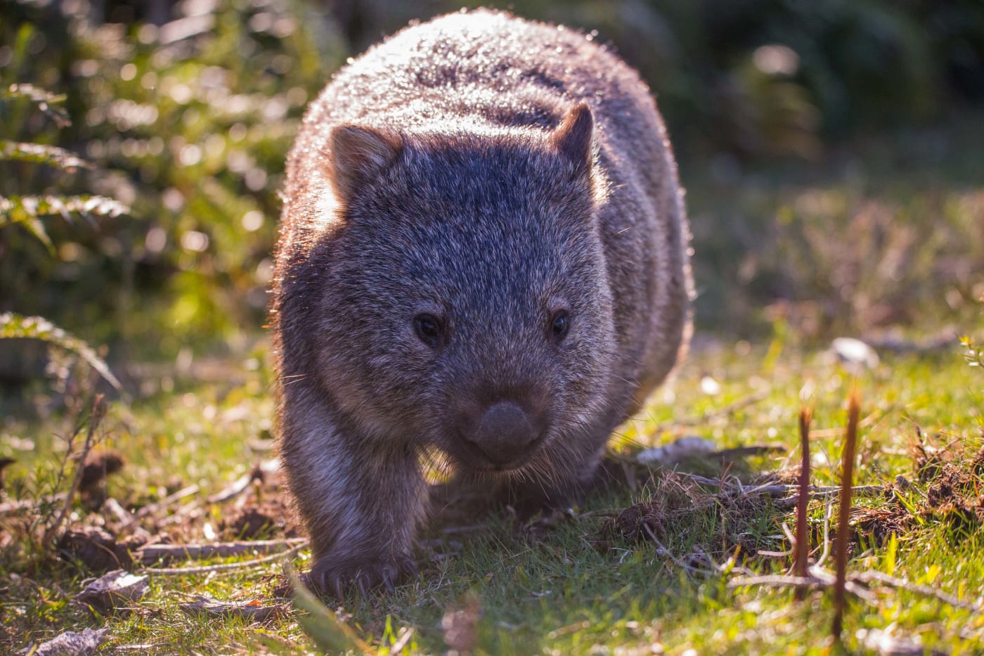 Wombat walking in Wilsons Promontory National Park= Victoria