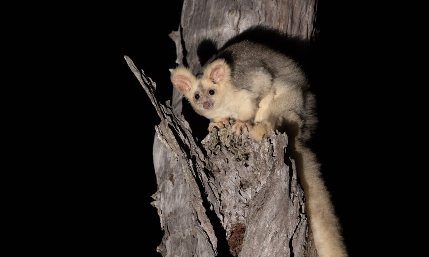 Greater glider in a patch of old growth forest