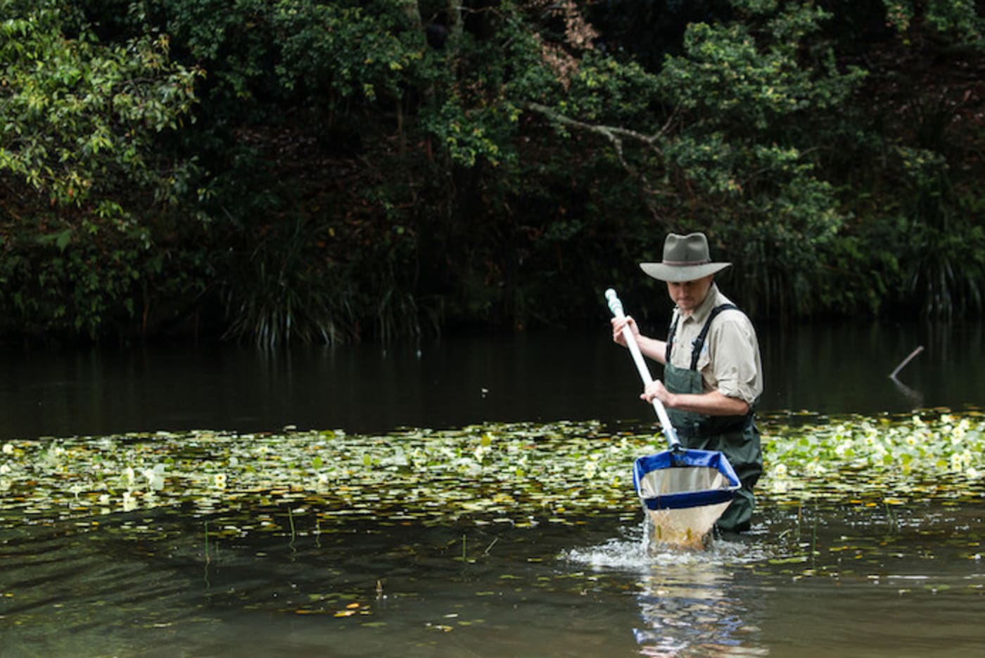 Patrick Giumelli from WWF-Australia collects aquatic macroinvertebrates from a creek in the Royal National Park