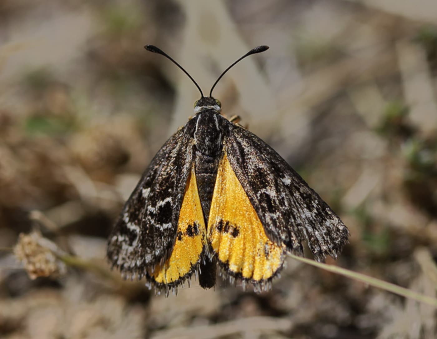 Golden sun moth