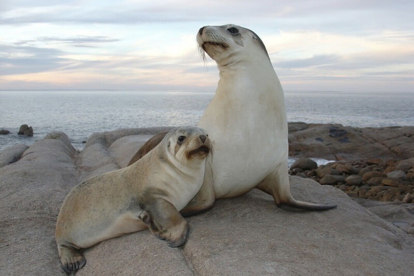 An Australian sea lion mother and pup on Lilliput Island= South Australia