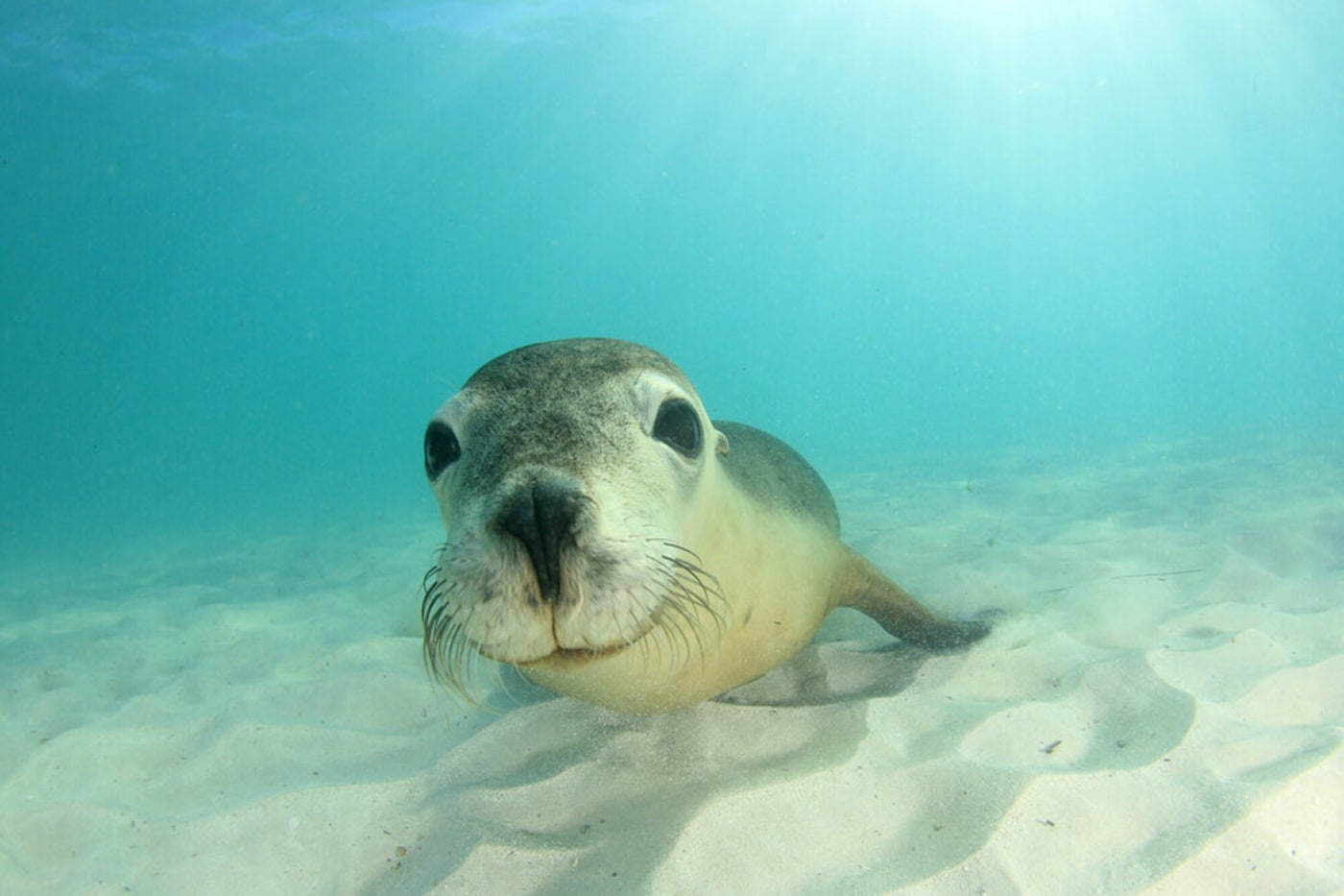Australian sea lion swimming in the ocean