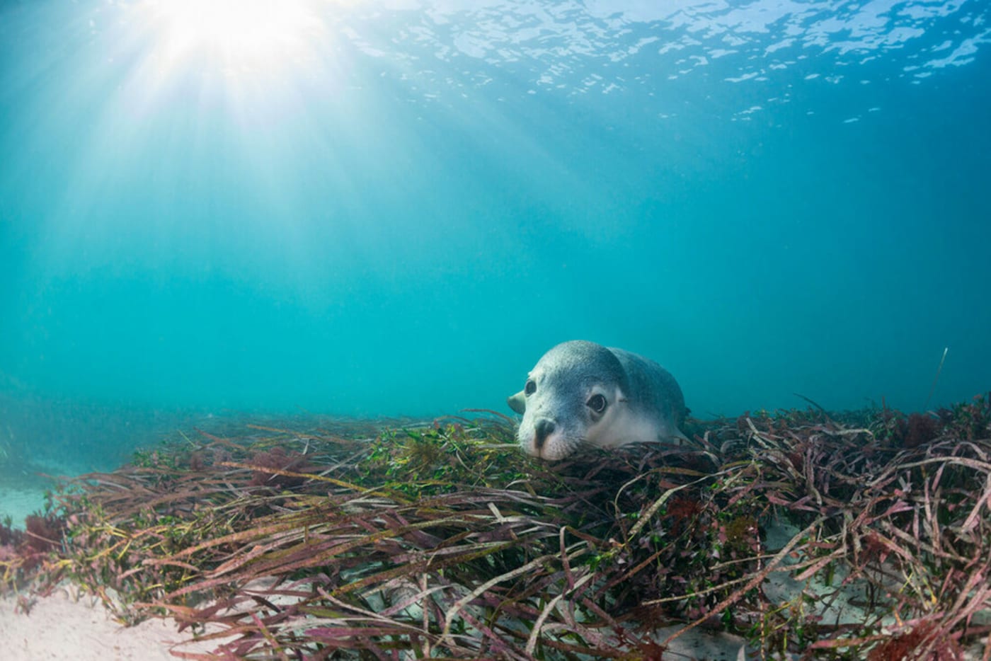 Australian sea lion underwater near Neptune Islands= South Australia