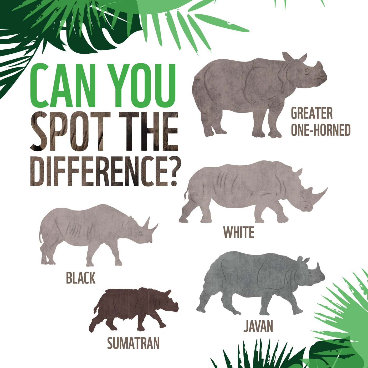 Rhino spot the difference