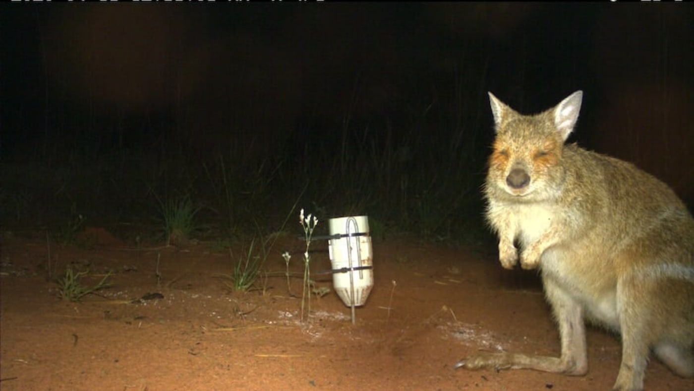 Spectacled hare-wallaby on a sensor camera image