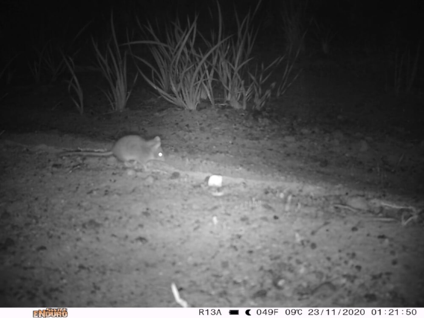 Sensor camera image of Kangaroo Island dunnart