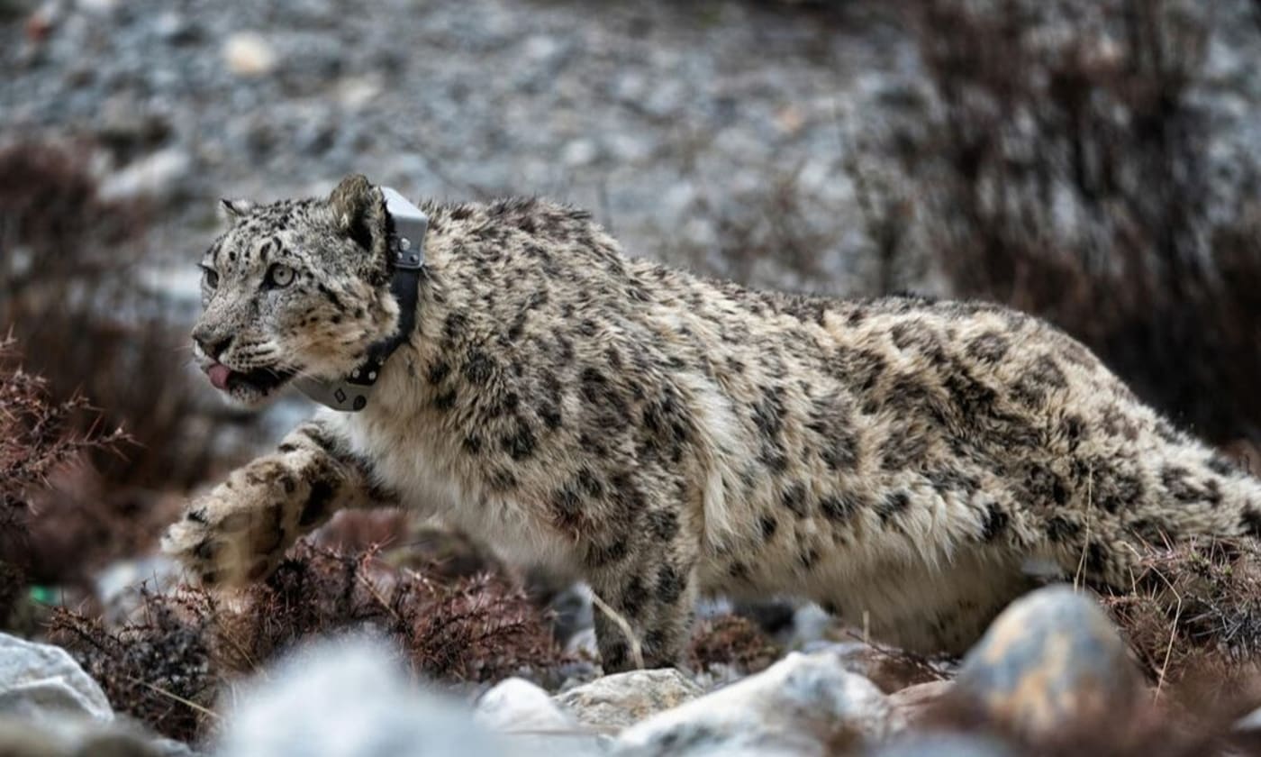 Adopt a Snow Leopard - Tax Deductible Donation - WWF-Australia | Adopt