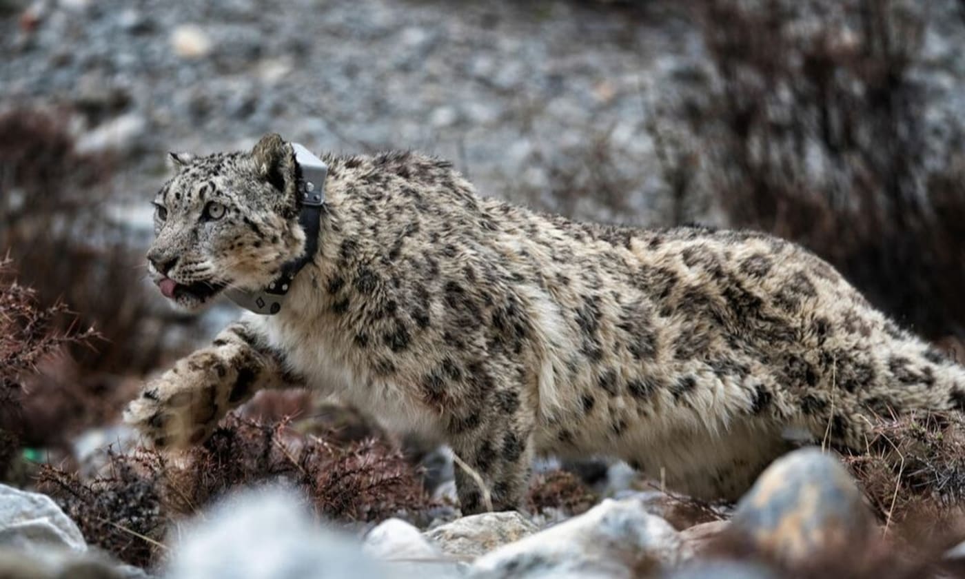 Collared snow leopard