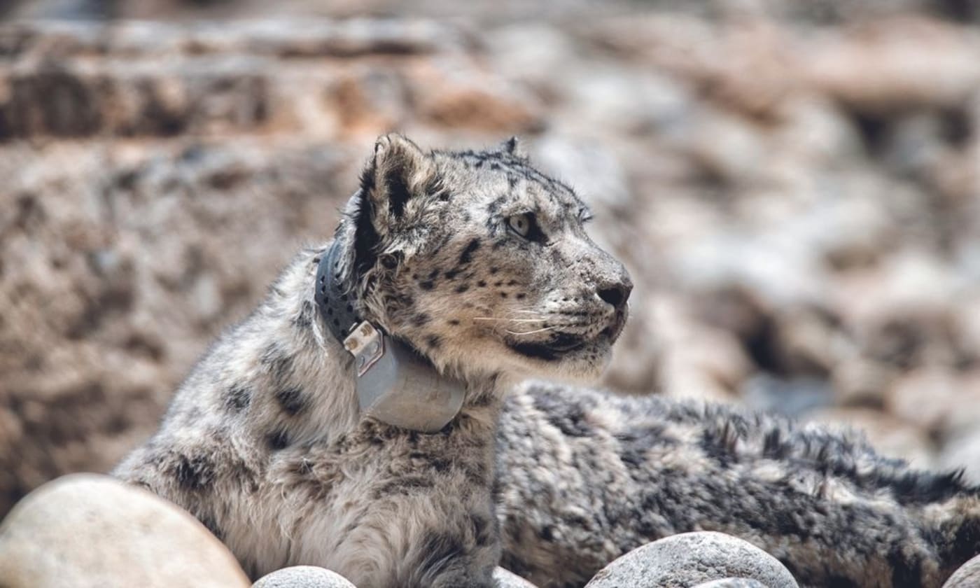 Sitting collared snow leopard