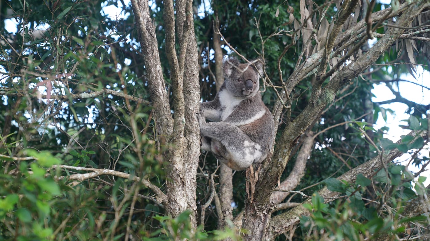 Koala in Swan Bay NSW