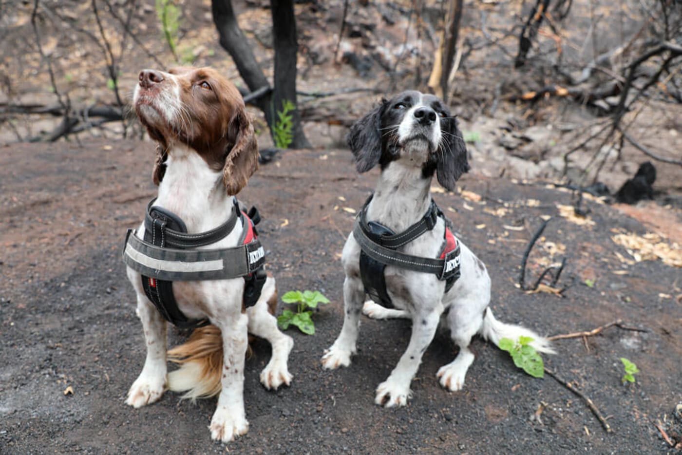 Detection dogs Taz (liver and white) and her cousin Missy (black and white) from OWAD Environment.