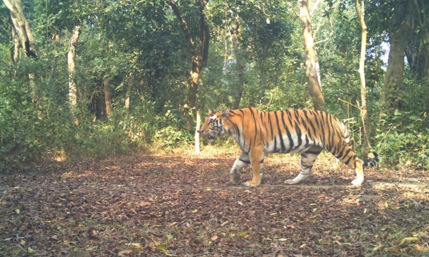 Tigress in forest