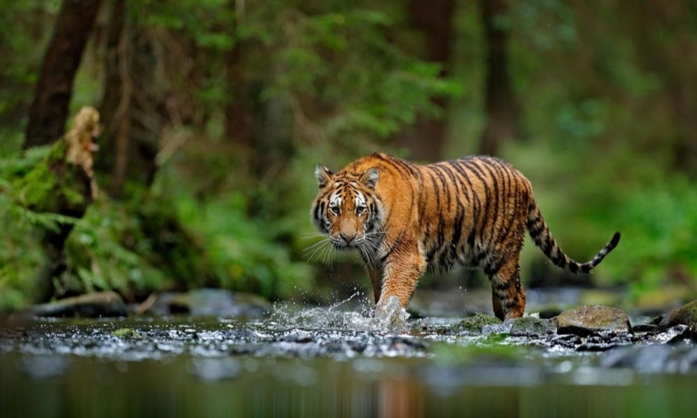 Tiger in river