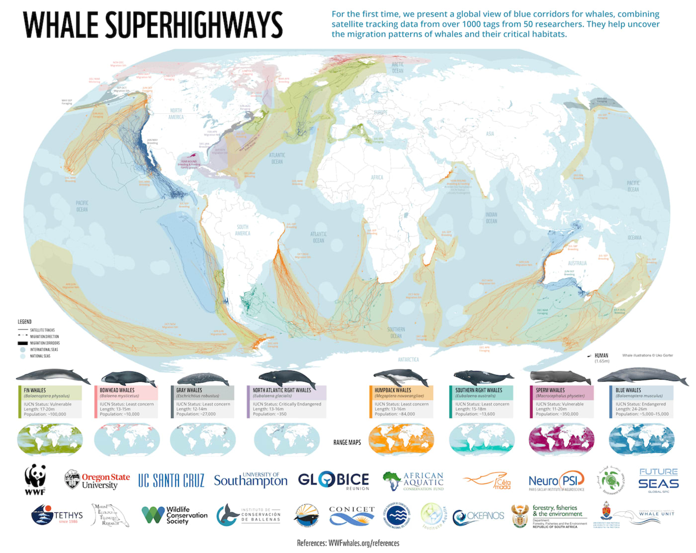 Whale superhighways