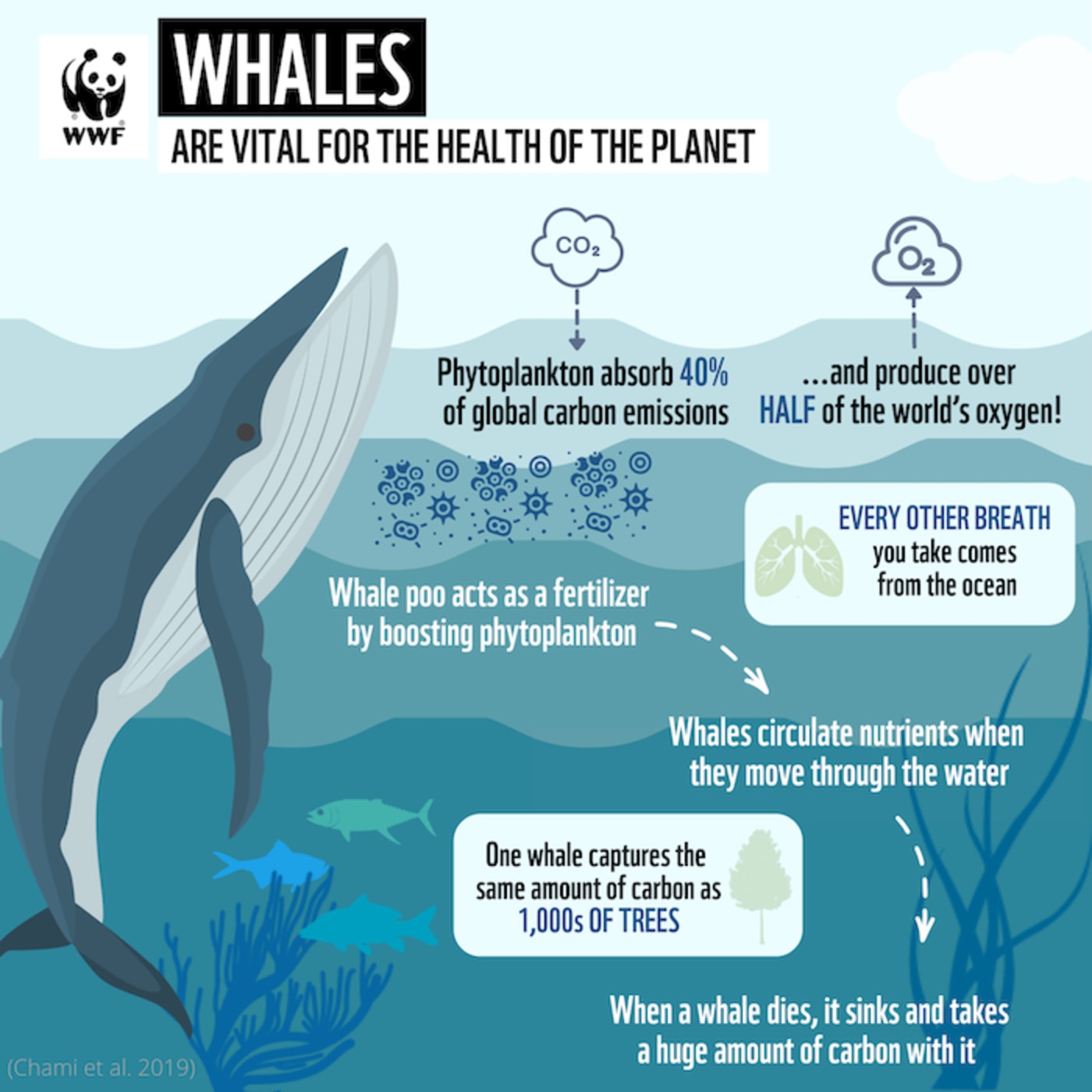 Whales are vital for the health of the planet.