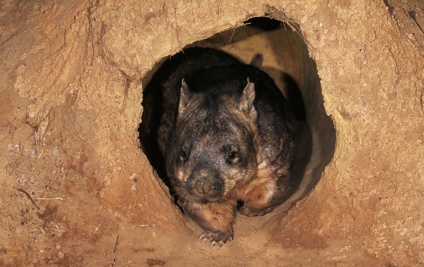 A wombat in its burrow