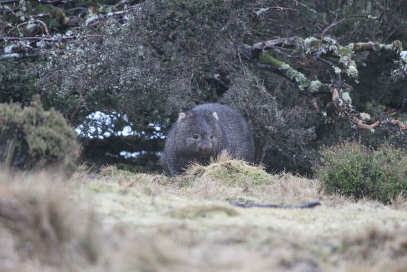 A wombat at the Devils@Cradle conservation facility= Tasmania