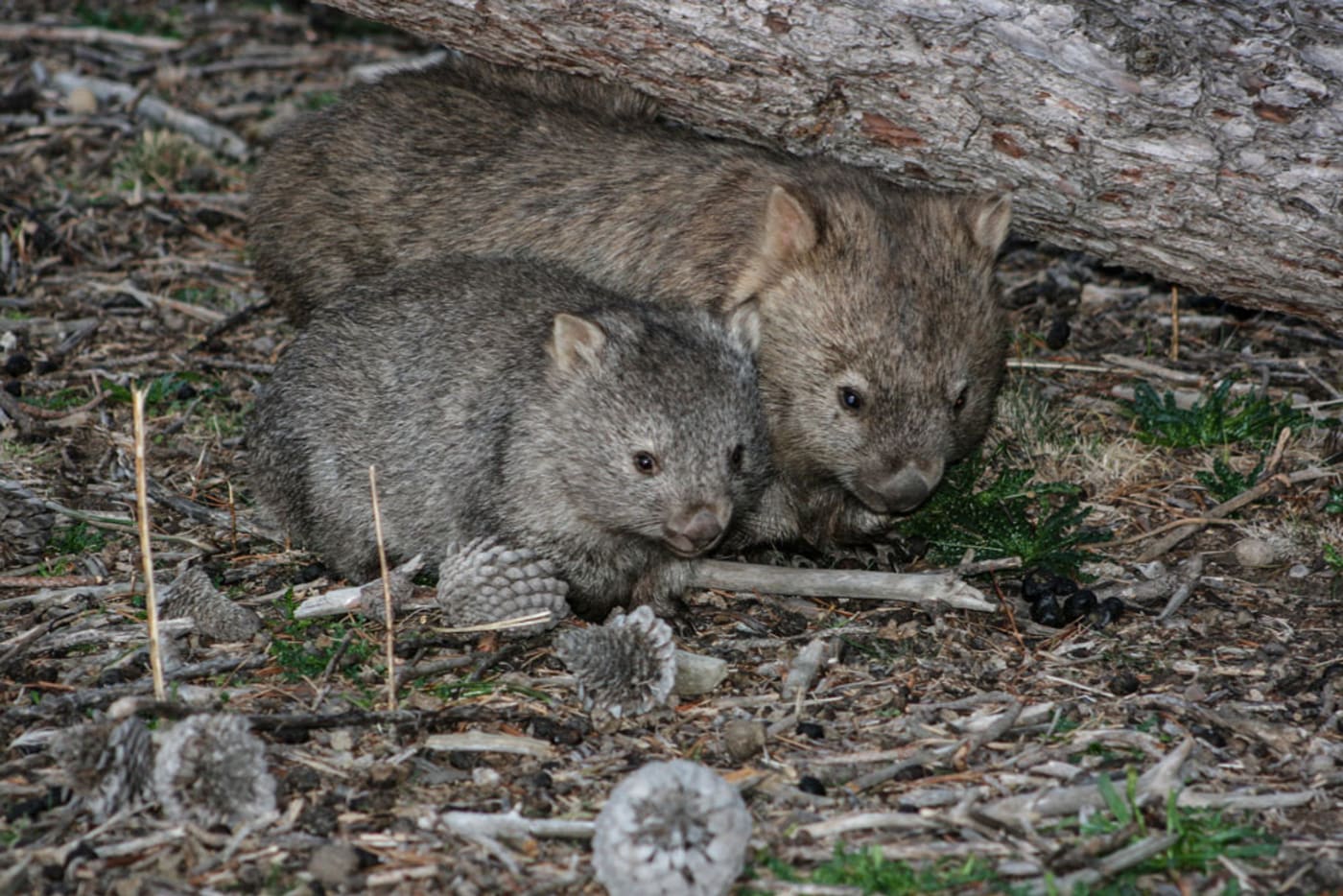 Mother and baby wombat in Tasmania CC BY 2.0 / Steven Penton / Flickr