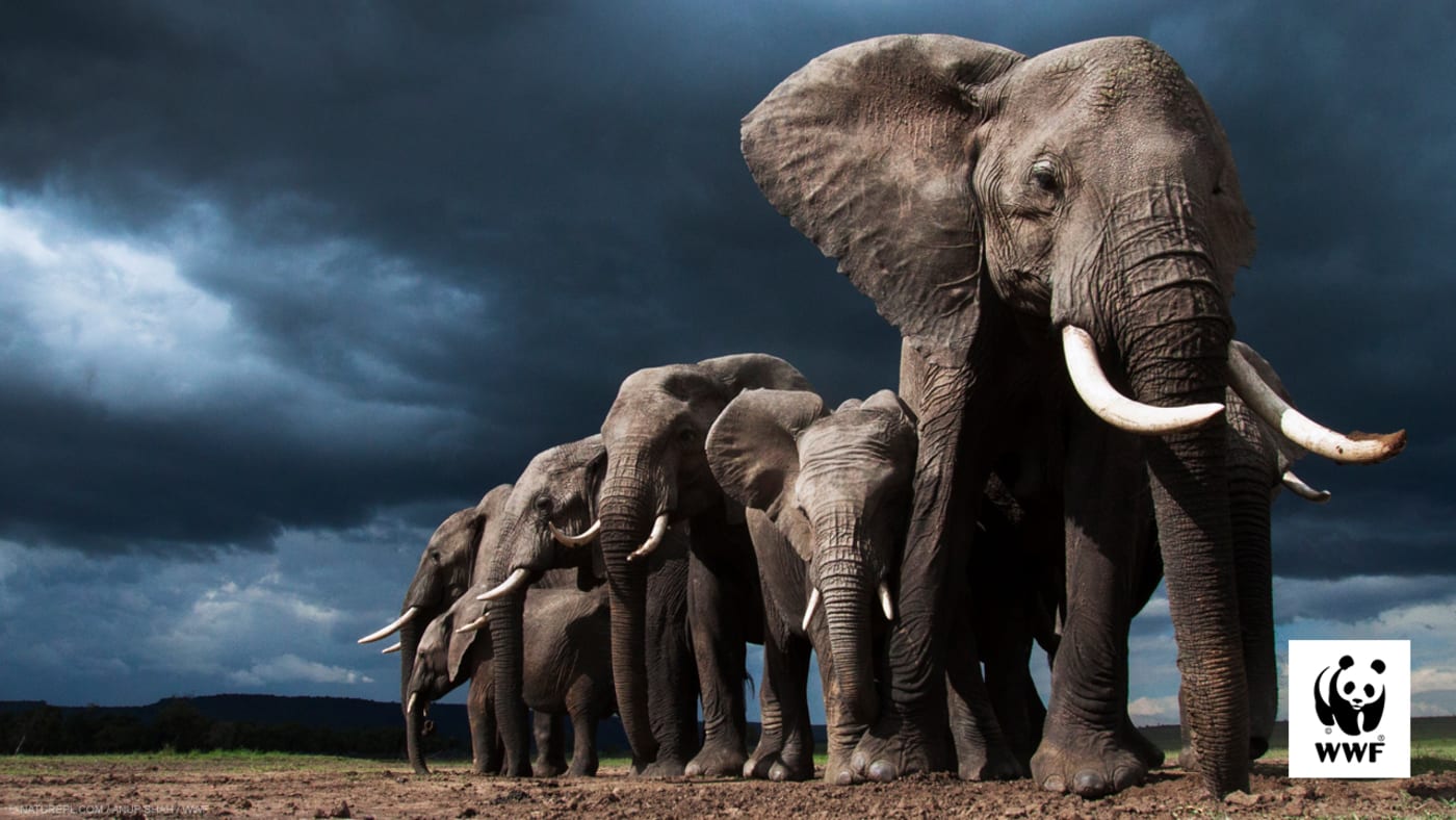Zoom background - African elephant herd