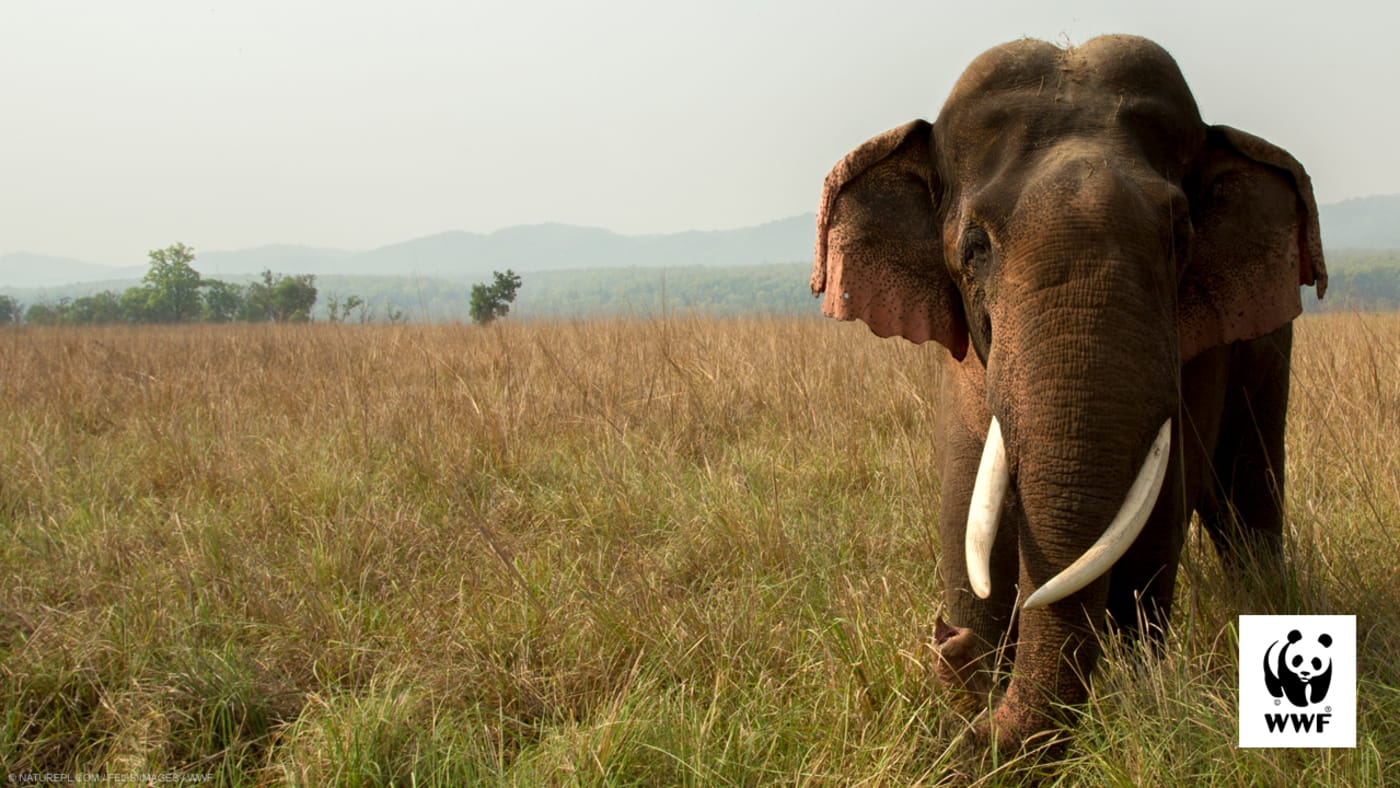 Zoom background - Asian elephant in India