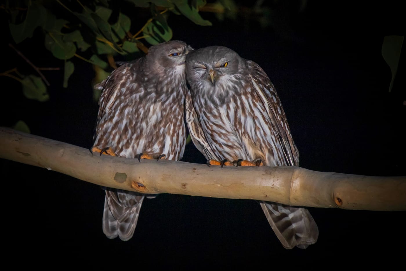 A breeding pair of Barking Owls= watching over their nest from a tree branch.
